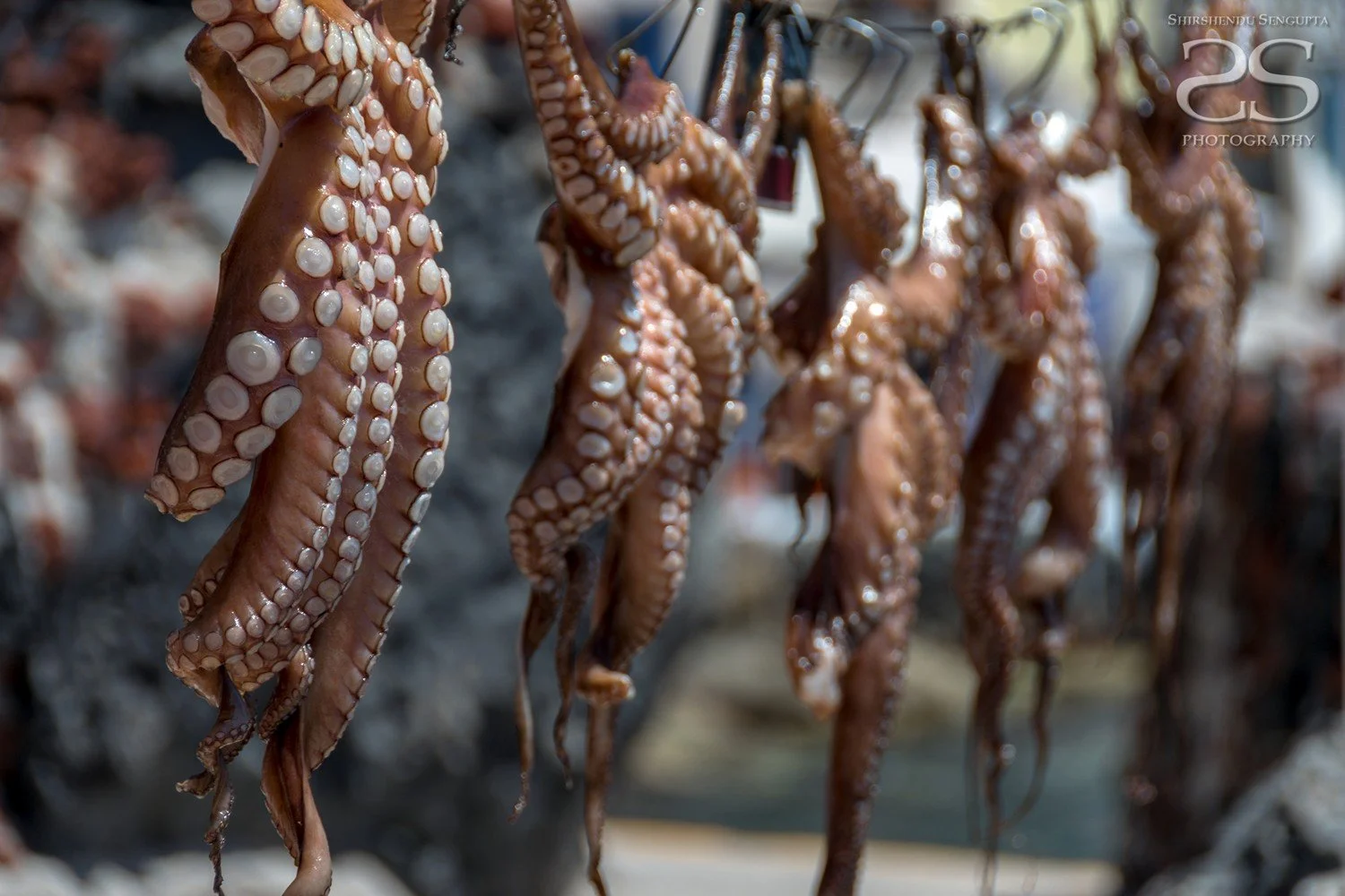 octopus at ammoudi harbor with white houses church blue domes oia imerovigli firostefani fira village santorini greece caldera volcanic island