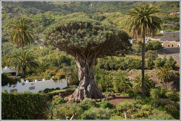 Tenerife