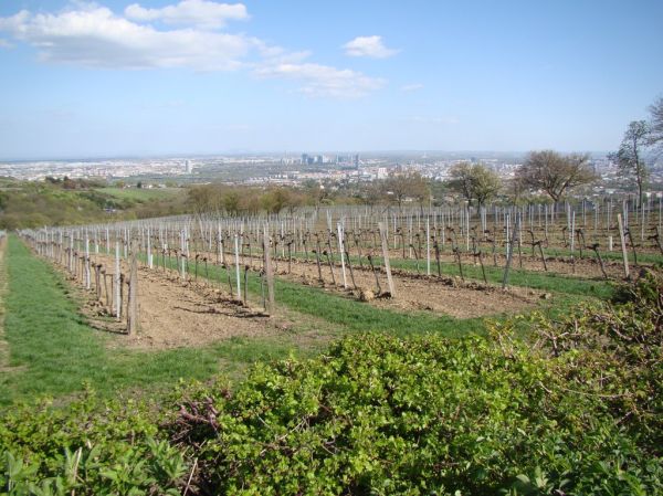 Weingut Cobenzl